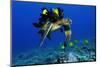 Green sea turtle, Chelonia mydas, gets cleaned by yellow tangs, Zebrasoma flavescens-Andre Seale-Mounted Photographic Print