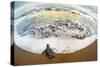 Green Sea Turtle (Chelonia Mydas) Hatchling on Beach, Tortuguero, Costa Rica-null-Stretched Canvas