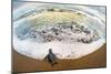 Green Sea Turtle (Chelonia Mydas) Hatchling on Beach, Tortuguero, Costa Rica-null-Mounted Photographic Print