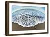 Green Sea Turtle (Chelonia Mydas) Hatchling, Tortuguero, Costa Rica-null-Framed Photographic Print