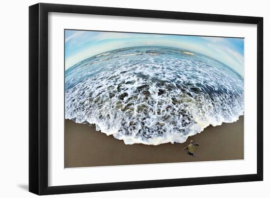 Green Sea Turtle (Chelonia Mydas) Hatchling, Tortuguero, Costa Rica-null-Framed Photographic Print