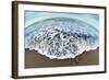 Green Sea Turtle (Chelonia Mydas) Hatchling, Tortuguero, Costa Rica-null-Framed Photographic Print