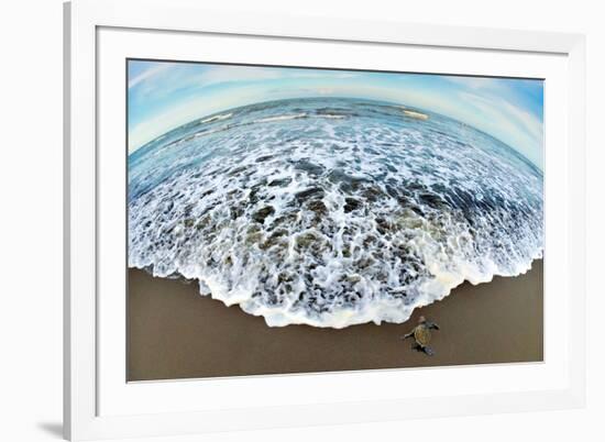 Green Sea Turtle (Chelonia Mydas) Hatchling, Tortuguero, Costa Rica-null-Framed Photographic Print