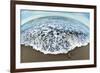 Green Sea Turtle (Chelonia Mydas) Hatchling, Tortuguero, Costa Rica-null-Framed Photographic Print