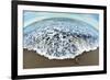 Green Sea Turtle (Chelonia Mydas) Hatchling, Tortuguero, Costa Rica-null-Framed Photographic Print