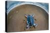 Green Sea Turtle (Chelonia Mydas) Hatchling, Tortuguero, Costa Rica-null-Stretched Canvas