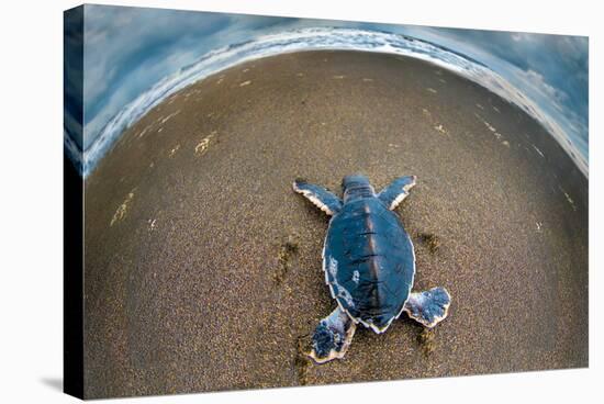 Green Sea Turtle (Chelonia Mydas) Hatchling, Tortuguero, Costa Rica-null-Stretched Canvas