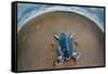 Green Sea Turtle (Chelonia Mydas) Hatchling, Tortuguero, Costa Rica-null-Framed Stretched Canvas