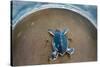 Green Sea Turtle (Chelonia Mydas) Hatchling, Tortuguero, Costa Rica-null-Stretched Canvas