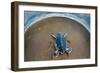 Green Sea Turtle (Chelonia Mydas) Hatchling, Tortuguero, Costa Rica-null-Framed Photographic Print