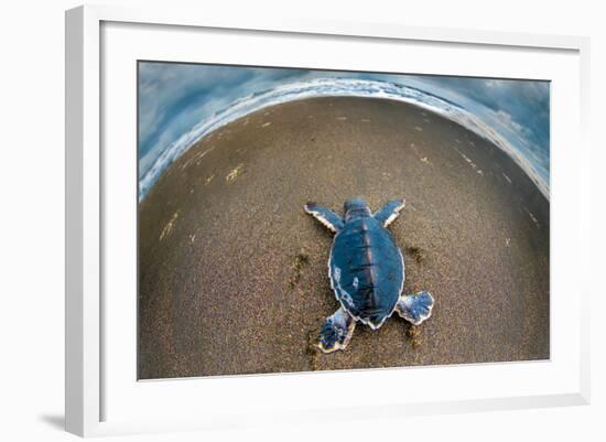 Green Sea Turtle (Chelonia Mydas) Hatchling, Tortuguero, Costa Rica-null-Framed Photographic Print