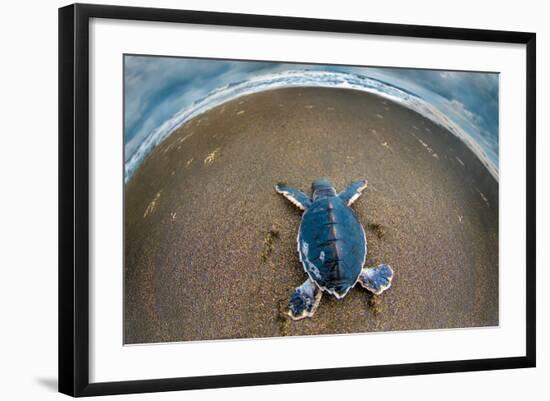 Green Sea Turtle (Chelonia Mydas) Hatchling, Tortuguero, Costa Rica-null-Framed Photographic Print