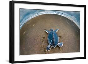 Green Sea Turtle (Chelonia Mydas) Hatchling, Tortuguero, Costa Rica-null-Framed Photographic Print