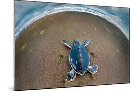 Green Sea Turtle (Chelonia Mydas) Hatchling, Tortuguero, Costa Rica-null-Mounted Photographic Print