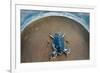 Green Sea Turtle (Chelonia Mydas) Hatchling, Tortuguero, Costa Rica-null-Framed Photographic Print