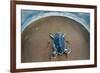 Green Sea Turtle (Chelonia Mydas) Hatchling, Tortuguero, Costa Rica-null-Framed Photographic Print