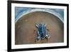 Green Sea Turtle (Chelonia Mydas) Hatchling, Tortuguero, Costa Rica-null-Framed Photographic Print