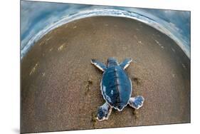 Green Sea Turtle (Chelonia Mydas) Hatchling, Tortuguero, Costa Rica-null-Mounted Photographic Print