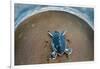 Green Sea Turtle (Chelonia Mydas) Hatchling, Tortuguero, Costa Rica-null-Framed Photographic Print