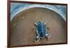 Green Sea Turtle (Chelonia Mydas) Hatchling, Tortuguero, Costa Rica-null-Framed Photographic Print