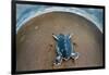 Green Sea Turtle (Chelonia Mydas) Hatchling, Tortuguero, Costa Rica-null-Framed Photographic Print