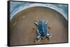 Green Sea Turtle (Chelonia Mydas) Hatchling, Tortuguero, Costa Rica-null-Framed Stretched Canvas