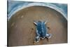 Green Sea Turtle (Chelonia Mydas) Hatchling, Tortuguero, Costa Rica-null-Stretched Canvas