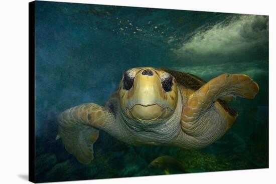 Green sea turtle (Chelonia mydas) head detail, Kailua-Kona, Hawaii-Andre Seale-Stretched Canvas