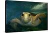 Green sea turtle (Chelonia mydas) head detail, Kailua-Kona, Hawaii-Andre Seale-Stretched Canvas