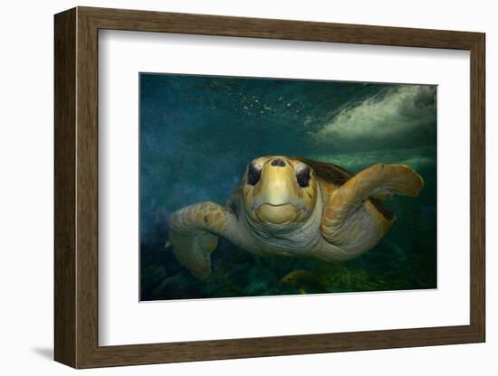 Green sea turtle (Chelonia mydas) head detail, Kailua-Kona, Hawaii-Andre Seale-Framed Photographic Print