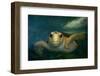 Green sea turtle (Chelonia mydas) head detail, Kailua-Kona, Hawaii-Andre Seale-Framed Photographic Print