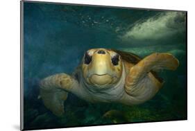 Green sea turtle (Chelonia mydas) head detail, Kailua-Kona, Hawaii-Andre Seale-Mounted Photographic Print