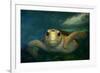 Green sea turtle (Chelonia mydas) head detail, Kailua-Kona, Hawaii-Andre Seale-Framed Photographic Print