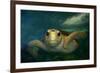 Green sea turtle (Chelonia mydas) head detail, Kailua-Kona, Hawaii-Andre Seale-Framed Photographic Print