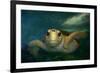 Green sea turtle (Chelonia mydas) head detail, Kailua-Kona, Hawaii-Andre Seale-Framed Photographic Print