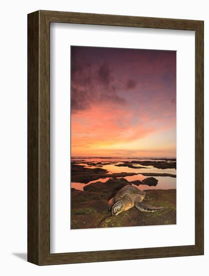 Green Sea Turtle (Chelonia mydas) on shore at sunset near Kona, Big Island, Hawaii-Stuart Westmorland-Framed Photographic Print