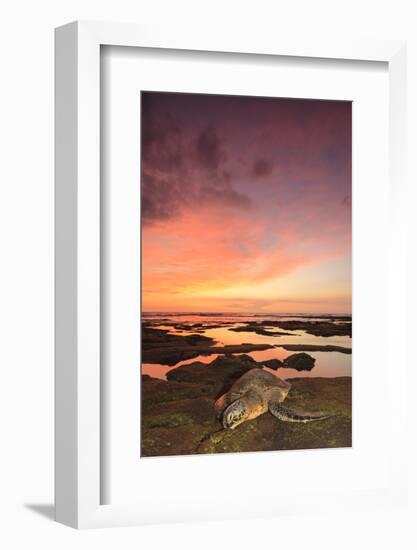 Green Sea Turtle (Chelonia mydas) on shore at sunset near Kona, Big Island, Hawaii-Stuart Westmorland-Framed Photographic Print