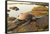 Green Sea Turtle (Chelonia mydas) on shore at sunset near Kona, Big Island, Hawaii-Stuart Westmorland-Framed Stretched Canvas