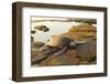 Green Sea Turtle (Chelonia mydas) on shore at sunset near Kona, Big Island, Hawaii-Stuart Westmorland-Framed Photographic Print