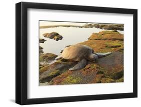 Green Sea Turtle (Chelonia mydas) on shore at sunset near Kona, Big Island, Hawaii-Stuart Westmorland-Framed Photographic Print