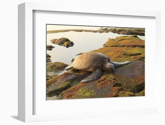 Green Sea Turtle (Chelonia mydas) on shore at sunset near Kona, Big Island, Hawaii-Stuart Westmorland-Framed Photographic Print