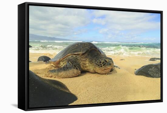 Green Sea Turtle (Chelonia mydas), pulled up on shore, Hookipa Beach Park, Maui, Hawaii, USA-Stuart Westmorland-Framed Stretched Canvas