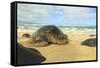 Green Sea Turtle (Chelonia mydas), pulled up on shore, Hookipa Beach Park, Maui, Hawaii, USA-Stuart Westmorland-Framed Stretched Canvas