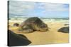 Green Sea Turtle (Chelonia mydas), pulled up on shore, Hookipa Beach Park, Maui, Hawaii, USA-Stuart Westmorland-Stretched Canvas