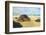 Green Sea Turtle (Chelonia mydas), pulled up on shore, Hookipa Beach Park, Maui, Hawaii, USA-Stuart Westmorland-Framed Photographic Print