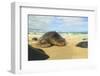 Green Sea Turtle (Chelonia mydas), pulled up on shore, Hookipa Beach Park, Maui, Hawaii, USA-Stuart Westmorland-Framed Photographic Print