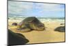 Green Sea Turtle (Chelonia mydas), pulled up on shore, Hookipa Beach Park, Maui, Hawaii, USA-Stuart Westmorland-Mounted Photographic Print