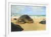 Green Sea Turtle (Chelonia mydas), pulled up on shore, Hookipa Beach Park, Maui, Hawaii, USA-Stuart Westmorland-Framed Photographic Print