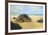 Green Sea Turtle (Chelonia mydas), pulled up on shore, Hookipa Beach Park, Maui, Hawaii, USA-Stuart Westmorland-Framed Photographic Print