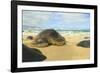 Green Sea Turtle (Chelonia mydas), pulled up on shore, Hookipa Beach Park, Maui, Hawaii, USA-Stuart Westmorland-Framed Photographic Print